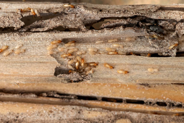 Best Insect Control  in Frankfort, IL