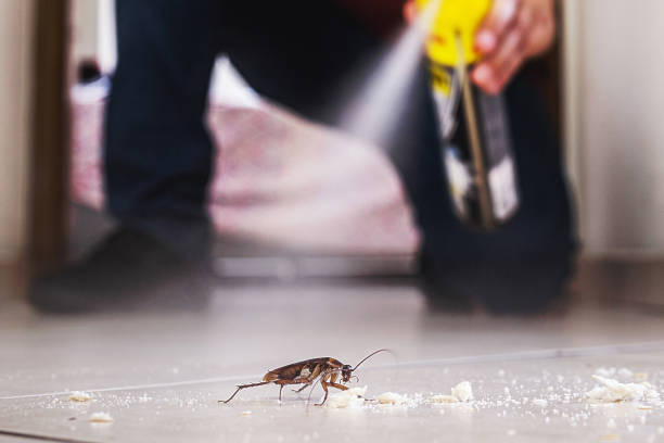 Best Flea Control Services  in Frankfort, IL